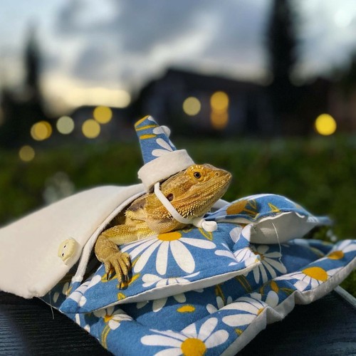 Bearded dragon beds pieces - dragon,